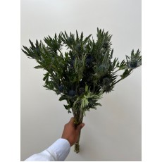 Eryngium - Orion Blue