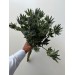 Eryngium - Orion Blue