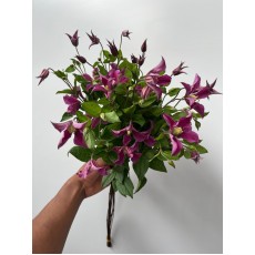 Clematis Kyiv 