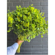 Bupleurum Rotondo 70cm 