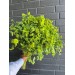 Bupleurum Rotondo 70cm 