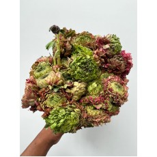 Ranunculus - Pon Pon Fanny Green Cerise 