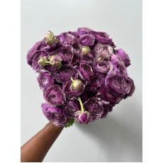 Ranunculus - Elegance Crema / Purple