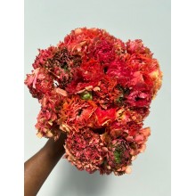 Ranunculus Pon Pon Minerva Salmon 30cm