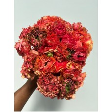 Ranunculus Pon Pon Minerva Salmon 30cm Ranunculus Pon Pon Minerva Salmon 30cm
