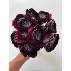 Ranunculus Nerone