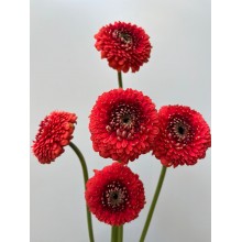 Gerbera Spider Mini Honey Half