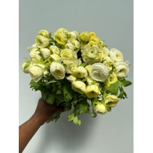Ranunculus Yellow 