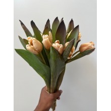 Tulip - Caramel 