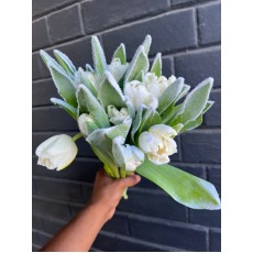 Tulip - Dyed White Frost Antatica 