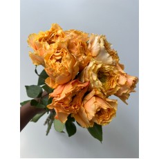 Caraluna Rose Orange 