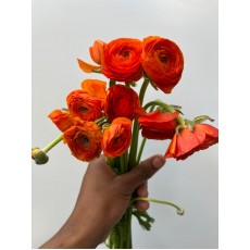 Ranunculus Pauline Dark Orange