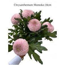 Chrysanthemum - Momoko 70cm 
