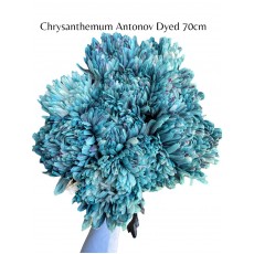 Chrysanthemum Antonov Dyed 70cm