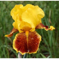Bearded Iris Fanforon Bearded Iris Fanforon