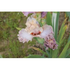 Bearded Iris Mandolin 