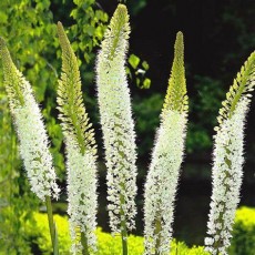 Eremurus - Himalaicus