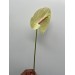 Anthurium Champagne 