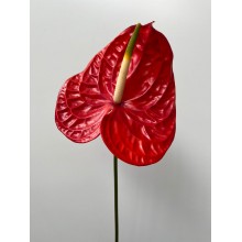 Anthurium Sun Eye