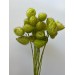 Gomphocarpus Physocarpus (Hairy Balls)