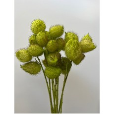 Gomphocarpus Physocarpus (Hairy Balls)