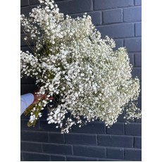  Gypsophila X-celence 40cm White