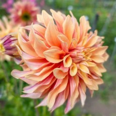 Dahlia Tyrell 