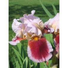 Bearded Iris Echo One 
