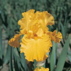 Bearded Iris Pure As Gold 