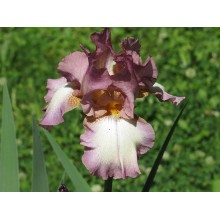 Bearded Iris Smoke RIngs