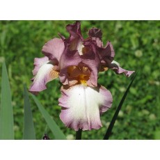 Bearded Iris Smoke RIngs
