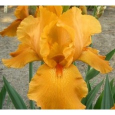 Bearded Iris Flaming Light 