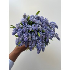 Muscari Blue 