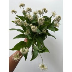 Clematis Amazing Kibo 60cm 
