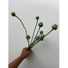 Papaver Som Seedheads Poppies - Fresh