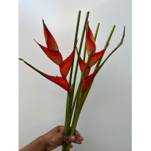 Heliconia Heliconia