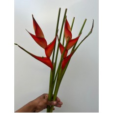 Heliconia 