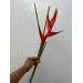 Heliconia 