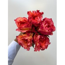 Free Spirit Free Spirit