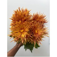 Chrysanthemum - Bronze Spider 