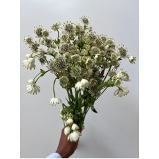 Astrantia Billion Stars White 