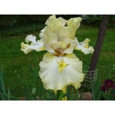 Bearded Iris Dream Affair