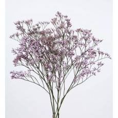 Limonium Safora Lilac