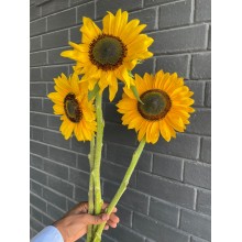 Yellow Sunflower Vanderfax 