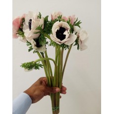 Anemone Panda (black center)