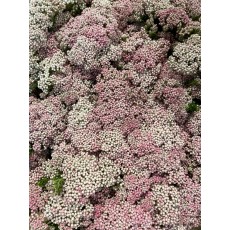 Pink Rice Flowers Pink Rice Flowers