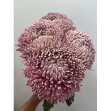 Chrysanthemum Midnight Purple 