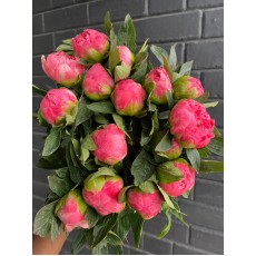 Peony - Hawaiian Coral Peony - Hawaiian Coral