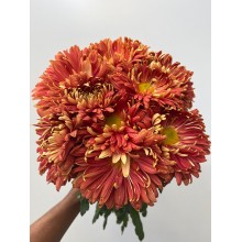 Chrysanthemum - Pandion Bronze 75cm 