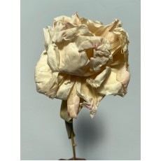 Freeze dried peony / Cream 